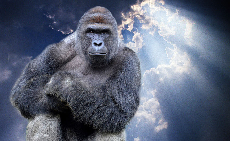 Harambe